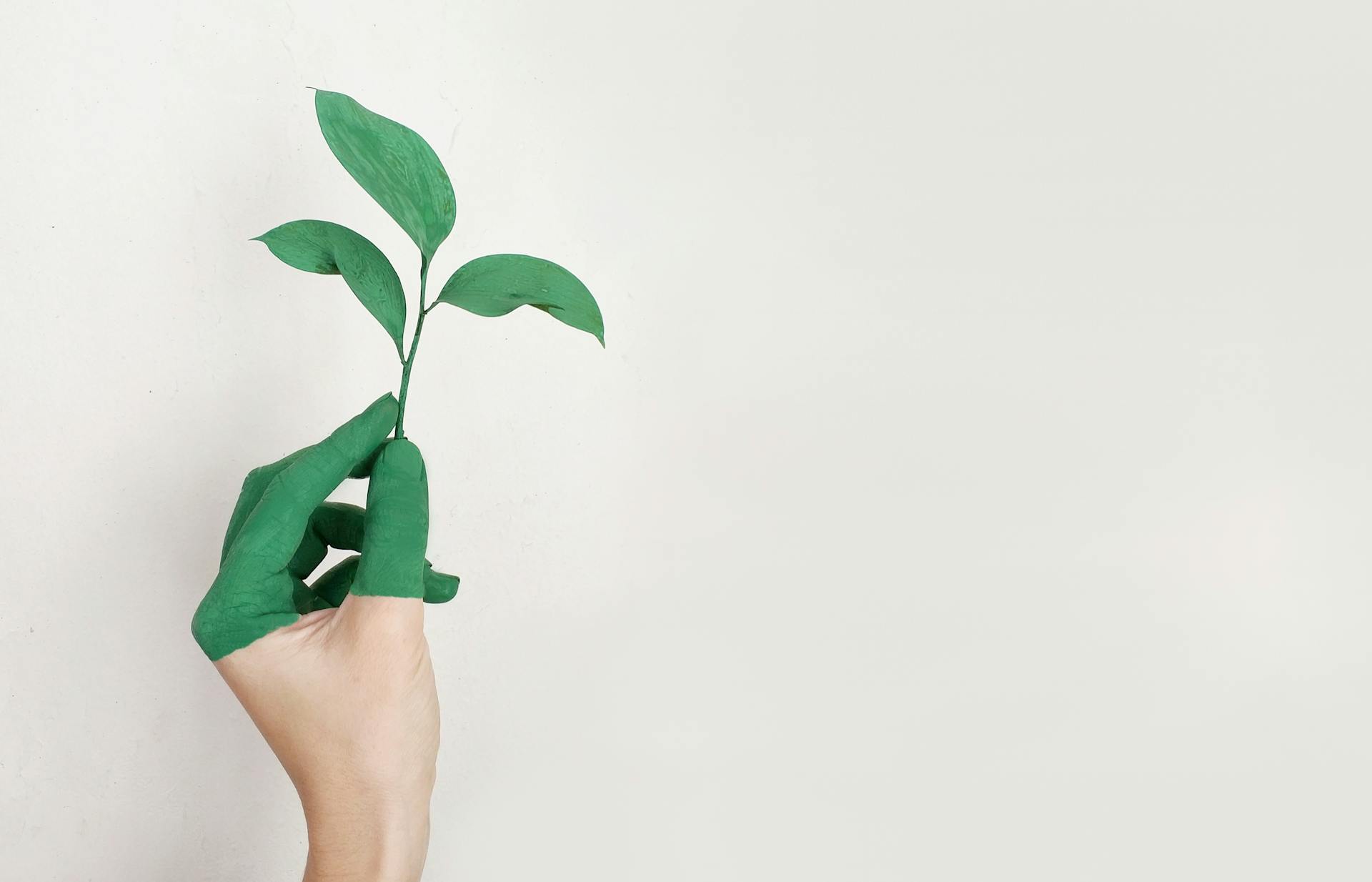 Visuel illustrant une main colorée en vert tenant la jeune pousse d’une plante.